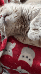 Scottish Fold cats rest and groom on patterned blankets