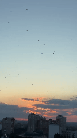 Birds in flight over Orenburg at golden hour