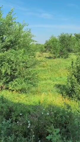 The video shows a camera moving through a natural, overgrown area. The foliage is dense with various shades of green, indicating healthy plant life. Sunlight filters through the leaves, casting dappled shadows. The sky is a clear blue with no clouds visible. The terrain appears uneven and untamed, with tall grasses and smaller shrubs interspersed with larger trees. The movement of the camera suggests someone is walking or driving through this environment, capturing the experience of moving through the greenery. There are no people or man-made objects clearly visible within the frame.