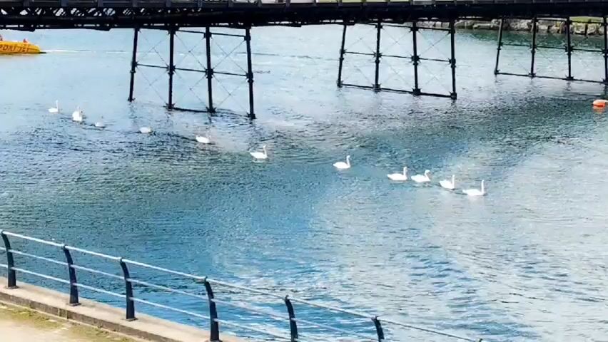 A flock of white swans swims in a line across a body of water. The swans are spaced out, with the lead swan approximately a third of the way into the frame from the left. Behind the swans, a dark metal pier extends across the width of the frame. The water is rippling, and the sky appears overcast. In the foreground, a black metal railing runs along the edge of a walkway.