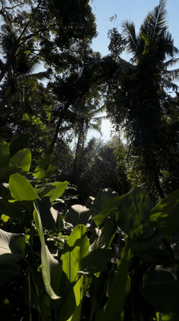 Morning at Balinese resort: tropical breakfast and poolside scenes