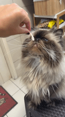 Himalayan cat hand-fed meat in Santiago de Surco