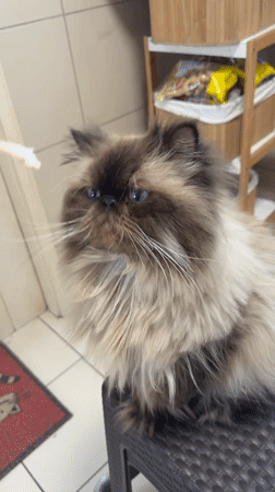 Himalayan cat hand-fed meat in Santiago de Surco