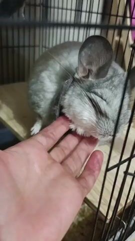 A close-up shot from the perspective of a person’s hand, the video shows a chinchilla with its eyes closed, nuzzling its face against the person's fingers. The chinchilla is light gray with darker gray ears and has a fluffy white chest. The person's fingers are a light skin tone, and some slight redness is visible on the fingertips. The chinchilla is positioned within a black metal cage with wooden platforms. The background is blurred, but appears to be the inside of the cage, with more black bars and some soft pink material visible. The lighting is dim, suggesting it might be indoors.