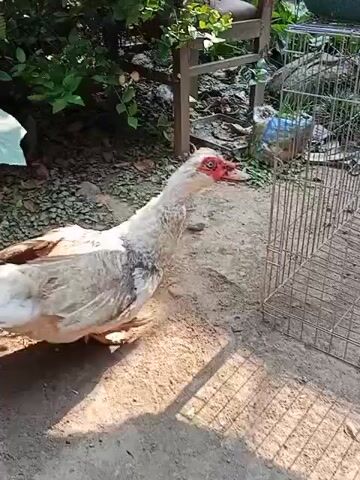 A Muscovy duck with white and brown feathers, red wattles, and black eyes stands on sandy ground. The duck is positioned in the center of the frame, facing left. Its feathers appear somewhat ruffled and worn. Behind the duck, a metal cage is visible on the right side of the frame. The background includes green foliage and plants, suggesting an outdoor setting. The ground is covered with sand and some small stones. The lighting indicates it is daytime, with shadows cast on the ground.
