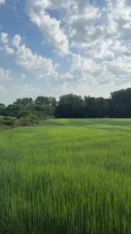 The video shows a green field with tall grass under a partly cloudy sky. A line of trees borders the back of the field. The camera pans slightly.