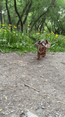 Dachshunds spotted playing and resting in Minsk park