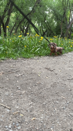 Dachshunds spotted playing and resting in Minsk park