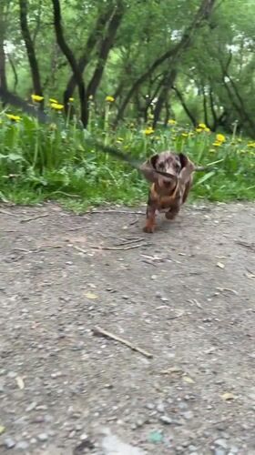 Dachshunds spotted playing and resting in Minsk park