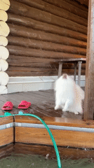 Pomeranian's chaotic summer day around a backyard hot tub