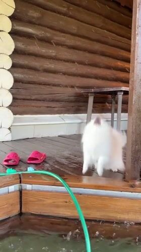 Pomeranian's chaotic summer day around a backyard hot tub