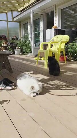 Two pomeranian dogs are on a wooden deck outside a house. A white and gray dog is lying down in the foreground, stretching its front legs forward. A black dog is sitting up in the middle ground, facing the white dog. Yellow chairs are in the background, along with a glass-enclosed patio.