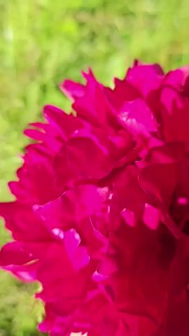 This video focuses on a vibrant, deep pink peony flower. The flower is the central subject, with its abundant, layered petals filling the frame. A hand, appearing to be human, gently holds the stem of the peony, suggesting the flower has been picked or is being presented. The background is blurred, showing a lush, green, grassy area, indicative of an outdoor setting, likely a garden or meadow. The lighting suggests it's a sunny day, as evidenced by the bright illumination of the flower and the dappled shadows. The overall mood is serene and appreciative of nature's beauty. There is no visible text in the video. The location is Kibuna, Estonia.