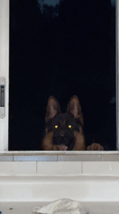 German Shepherd peers through windows in early morning Mexico City