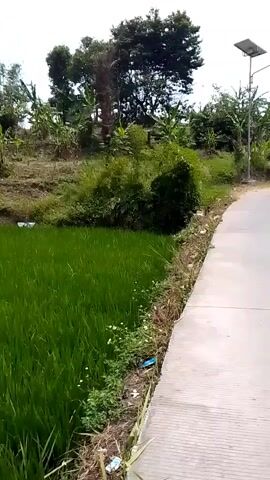 The video shows a drone shot moving forward and slightly to the left over a green rice paddy field. To the right of the field is a paved path. Beyond the path, there is a ditch with some vegetation and debris. Further back, there are trees and some houses on a hill. The sky is visible and appears cloudy. The shot is at a relatively low altitude, capturing the details of the rice plants and the surrounding environment. There are no people or animals visible in the video.