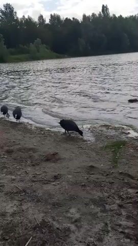 A video shows three black birds near the edge of a body of water. The birds are close together on a sandy bank. One bird is drinking from the water, while the other two stand slightly further back. The water is rippling, and trees line the opposite bank of the river. The sky is overcast.