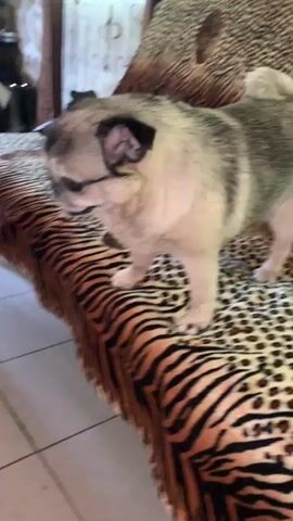 A pug dog is on a couch with a tiger print. The dog's tongue is sticking out slightly and its eyes are glowing green. The dog's ears are perked up. The couch is covered in a patterned fabric. The background is blurry but appears to be a room with curtains and some furniture. The video is short and shaky.