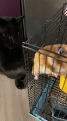 Domestic cats and caged hamster observed in peaceful household interaction