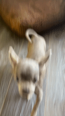 Moscow woman plays with Chihuahua puppy at home