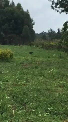 The video shows a medium shot of a dark-colored animal moving across a grassy field. The animal appears to be canine or feline. The background is a lush, green landscape with trees and bushes. The sky is overcast.  The animal moves from the center of the frame towards the right, partially obscured by foliage.