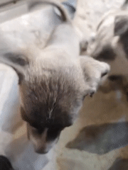 Puppies and dogs spotted playing in Davao City