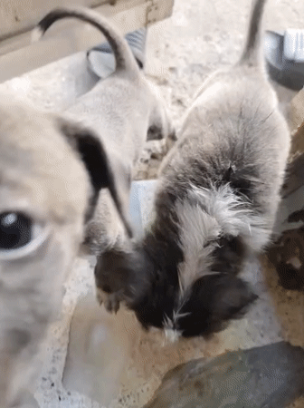 Puppies and dogs spotted playing in Davao City