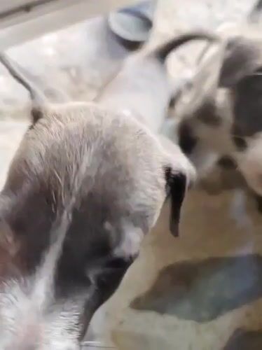Puppies and dogs spotted playing in Davao City