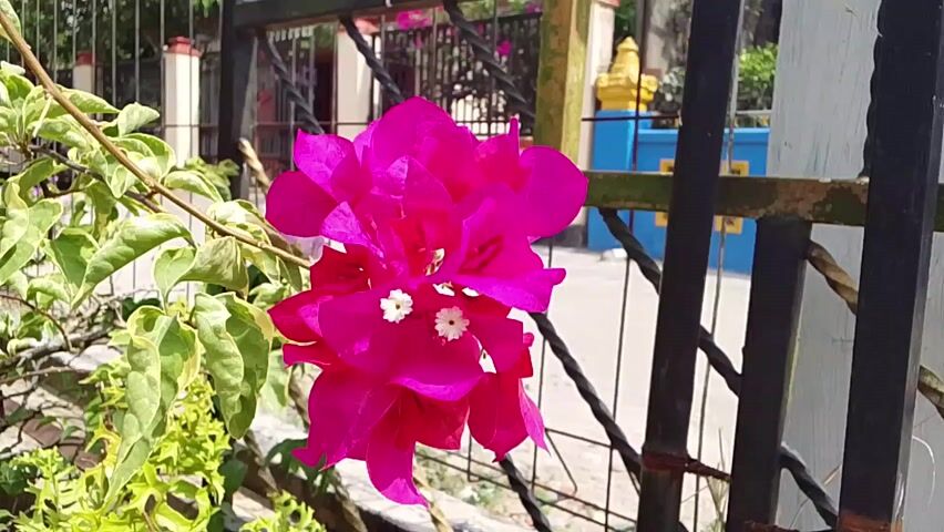 A close-up shot shows a cluster of bright pink bougainvillea flowers with tiny white centers, growing near a black metal fence. The leaves of the plant are green with white edges. In the background, there's a blurry view of a building with blue and gold accents, and more of the fence. The scene is bathed in bright sunlight.