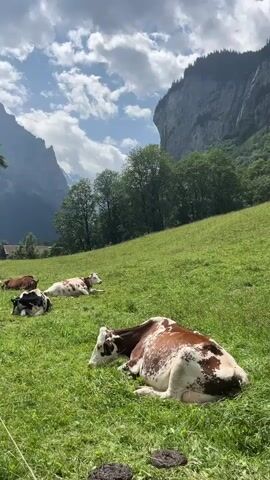 The video shows a serene landscape with several cows resting in a lush green meadow. Majestic mountains, covered in trees, form the backdrop. The sky is partly cloudy with patches of blue visible. The cows, mostly brown and white, are lying down, appearing relaxed. One cow in the foreground is lying on its side, with its head resting on the grass. Another cow, further back, is also lying down, facing away from the camera. The overall atmosphere is peaceful and idyllic.