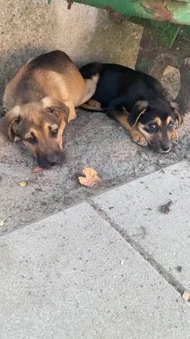 Two puppies are lying down next to each other. The puppy on the left is tan and brown, while the puppy on the right is black and tan. They are both looking at the camera. The puppies are lying on a concrete surface with some dirt and leaves scattered around them. A concrete wall is behind them, and a metal bar is visible above the wall. The video is shot from a slightly elevated angle.