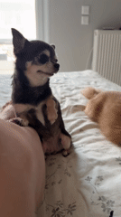 Floral dress, chihuahua, and a cat — home session in Kifisia