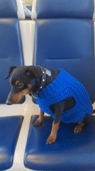 Dog in blue sweater rides train in Russia