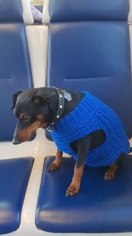 The video depicts a small black and tan dog wearing a blue knitted sweater sitting on a blue vinyl train seat. The dog has a black collar with white heart details and a metal tag. The dog looks to the left then looks to the right. Through the train window, trees and grass are visible. The interior of the train is white with blue seating.