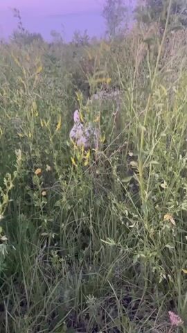 A white dog is playing in tall grass and wildflowers. The dog is visible for most of the video, sometimes partially obscured by the plants. The dog shakes its body and rolls around in the grass. The background shows more grass and a hazy sky.