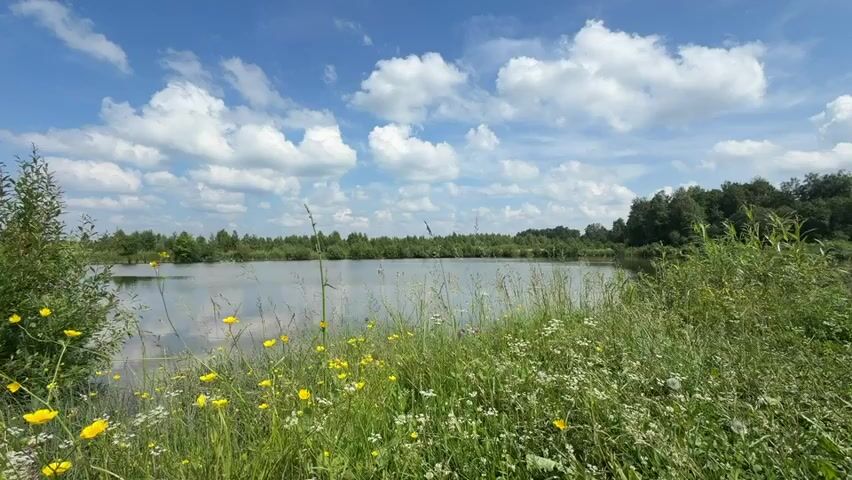 This is a wide shot of a natural landscape on a clear day. In the foreground, tall green grass and various wildflowers, including yellow buttercups and small white flowers, grow abundantly. The grass and flowers sway gently in the breeze. A calm body of water, likely a lake or pond, occupies the mid-ground. The water reflects the blue sky and white, fluffy clouds above. The far side of the water is bordered by a dense line of trees, forming a natural horizon. The sky is a vibrant blue with scattered cumulus clouds. There are no people or animals visible in the frame, and no action or interaction is taking place. The scene is tranquil and evokes a sense of untouched nature.