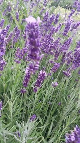 This video is a close-up shot of lavender plants. The camera is focused on the purple flowers and green stems of the lavender. The plants are densely packed, creating a field of lavender. The lighting is soft and natural, suggesting it was filmed outdoors during the day. The background is blurred, further emphasizing the lavender in the foreground. There are no people or animals visible in the video. The overall impression is one of a peaceful and natural setting.
