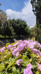 Morning walk captures Da Lat's flowering trees and canals