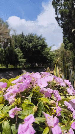 Morning walk captures Da Lat's flowering trees and canals