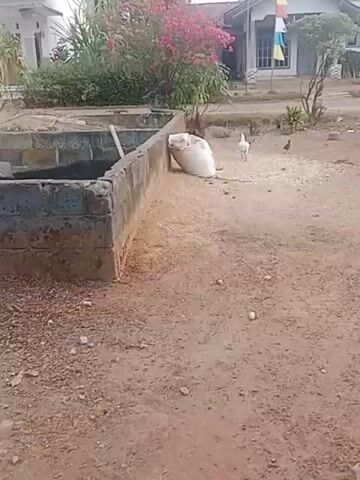 A short video captures a rural scene, focusing on a concrete structure resembling a raised bed or pond. A large, white, woven bag rests against the far wall of this structure. To the right of the bag, a rooster stands alert, while a smaller white chicken pecks at the ground nearby. Further to the right, another small chicken can be seen. The ground is predominantly dirt and scattered with small pebbles. In the background, a house with a white facade and red-tiled roof is visible, partially obscured by lush green foliage and vibrant pink flowering bushes. The overall impression is one of a simple, outdoor domestic setting.