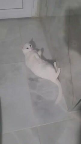 The video shows a white cat lying on its back on a gray tiled floor. The cat meows and then curls up to lick its body. The camera is stationary and the lighting is dim. There are parts of two walls visible at the top and right edges of the frame.