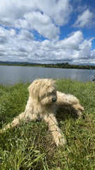 Dog rests by lake in Tserovishte, Bulgaria