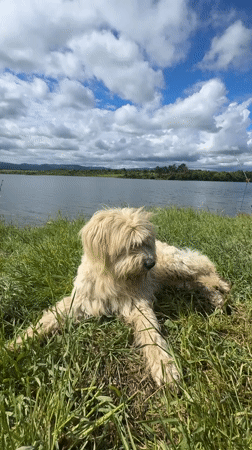 Dog rests by lake in Tserovishte, Bulgaria