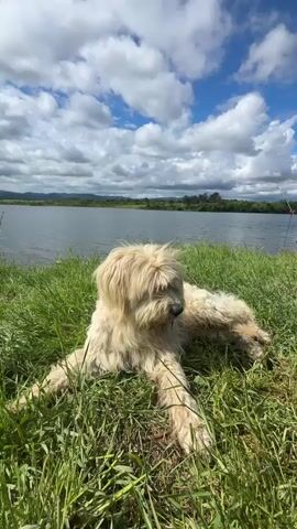 The video depicts a fluffy, light-colored dog resting in green grass beside a lake under a blue sky with puffy white clouds. The dog is lying down, facing slightly to the left, with its paws extended. In the background, a calm lake stretches towards a distant shoreline with trees, and two fishing rods are set up on the bank. The overall scene is peaceful and outdoorsy.