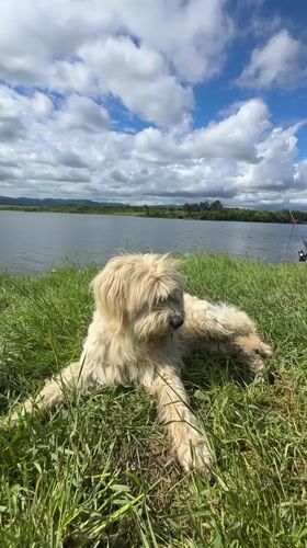 Dog rests by lake in Tserovishte, Bulgaria