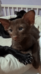 Oriental kittens at home in Таптыково, just doing kitten things