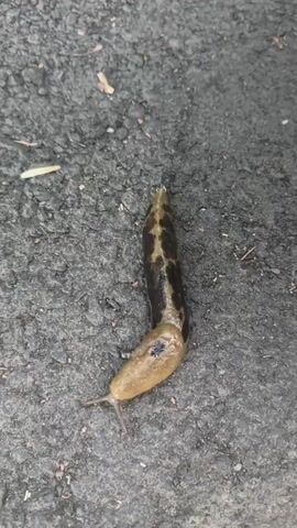 The video shows a close-up, overhead view of a single slug on an asphalt surface. The slug is elongated and appears to be moving or resting. Its body is a light brown color with darker markings, possibly spots or stripes, along its back. The slug has two visible tentacles at its front, and a darker patch on its mantle. The asphalt is dark gray and textured, with some small pebbles and debris visible. The lighting suggests it is daytime. There are no other animals or people visible in the frame.