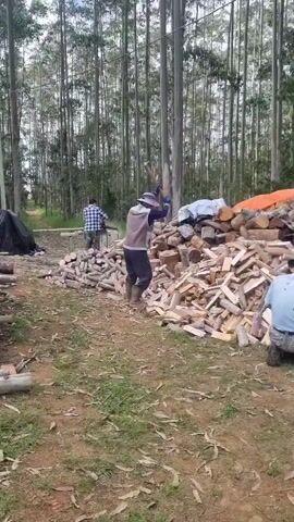 A video shows three men working in a wooded area. One man is splitting logs with an axe, another man is stacking wood, and a third man appears to be observing. There are piles of cut wood, a tarp, and tall trees in the background. The ground is covered with dirt and leaves.