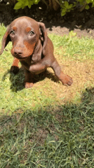 Brown dachshund puppy spotted in grassy area