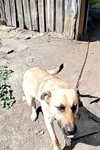 A light-brown dog with a darker muzzle stands on a dirt surface next to a weathered wooden structure. The dog is attached to a heavy metal chain that extends to the right of the frame. The dog appears to be chewing on a piece of food or debris. The ground is uneven and dusty, with some scattered leaves and debris. The lighting suggests it is daytime.