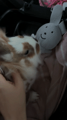 Person pets rabbit in carrier with toy companion, Bulgaria